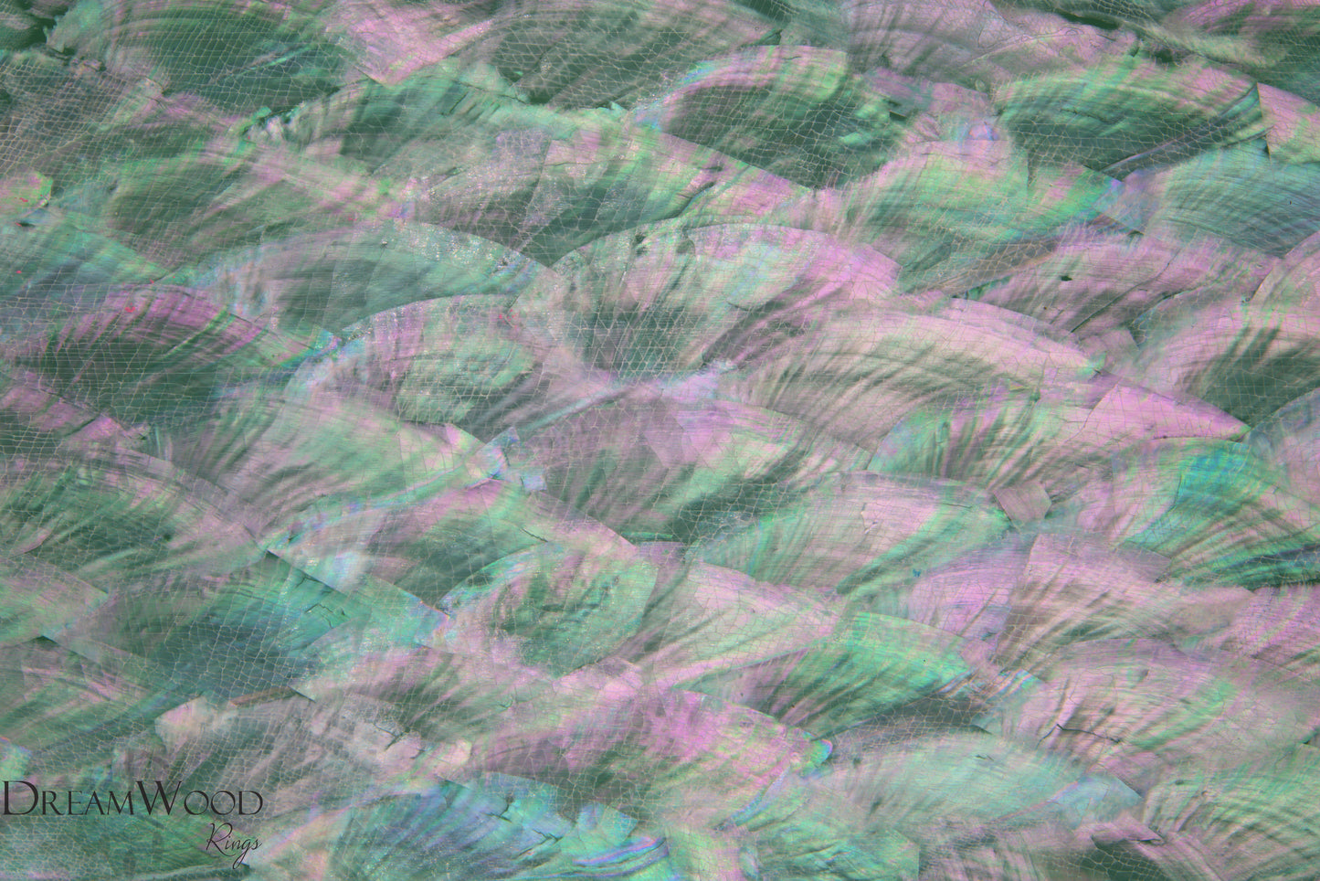 Green Haliotis Asinina Shell Sheet | 3M Backing - DreamWood Rings Supplies